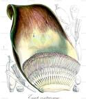 Ensete ventricosum