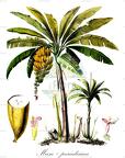 Musa × paradisiaca
