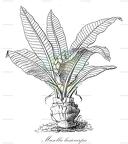 Musella lasiocarpa