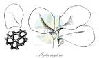 Mylia taylorii