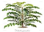 Delarbrea paradoxa