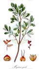 Myrica gale