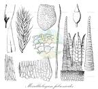 Merrilliobryum fabronioides