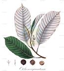 Otoba novogranatensis