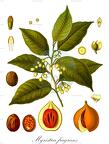 Myristica fragrans