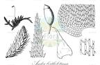 Andoa berthelotiana