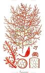 Naccaria