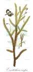 Exsertotheca crispa