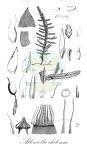 Alleniella chilensis