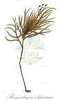 Thamnobryum alopecurum