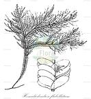 Homaliodendron flabellatum