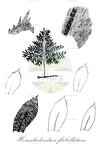 Homaliodendron flabellatum