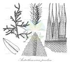 Austrothamnium pandum