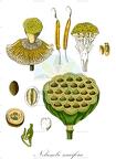 Nelumbo nucifera