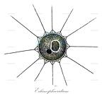 Echinosphaeridium