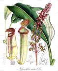 Nepenthes mirabilis