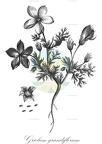 Grielum grandiflorum