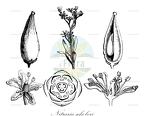 Nitraria schoberi