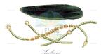 Anabaena
