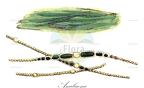 Anabaena
