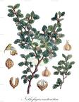 Nothofagus antarctica