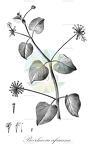 Boerhavia africana