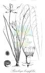 Barclaya longifolia