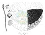 Euryale ferox