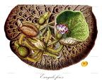Euryale ferox