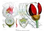 Victoria amazonica