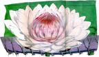 Victoria amazonica