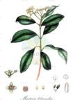 Mastixia tetrandra