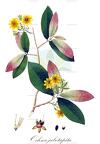 Ochna jabotapita