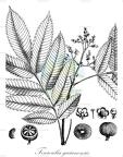 Touroulia guianensis