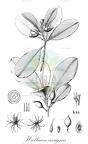 Wallacea insignis
