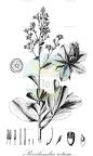 Poecilandra retusa