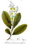 Blastemanthus gemmiflorus