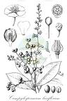Campylospermum laxiflorum