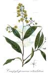 Campylospermum reticulatum