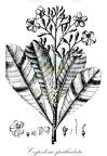 Cespedesia spathulata