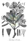 Godoya obovata