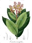 Ouratea crassifolia