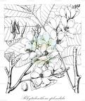 Rhytidanthera splendida