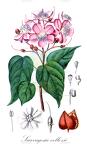 Sauvagesia vellozii