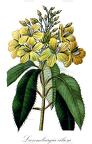Luxemburgia ciliosa