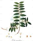Olax scandens