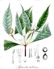 Aptandra tubicina