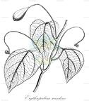 Erythropalum scandens