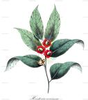 Heisteria coccinea