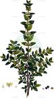 Phillyrea latifolia